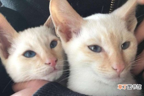 暹罗猫可以养两只吗