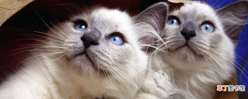 暹罗猫可以养两只吗