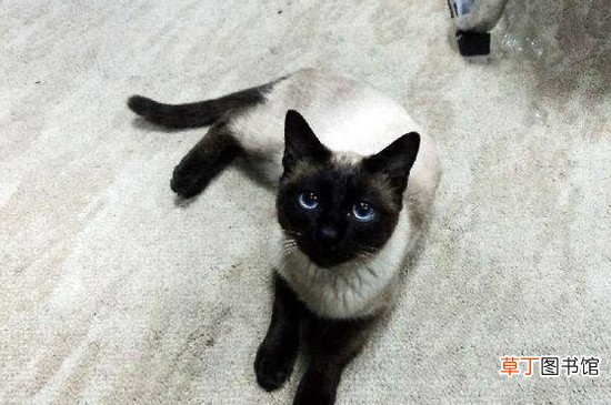 暹罗猫生气的表现