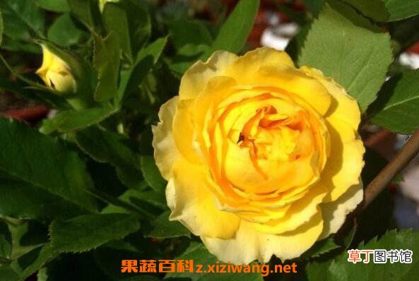 金丝雀花如何养殖 金丝雀花的养殖方法