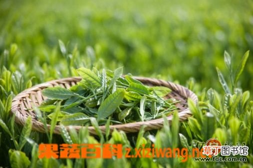 女人喝绿茶有没有坏处
