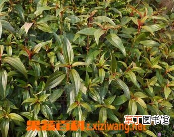 什么是尖子木 尖子木的功效与作用