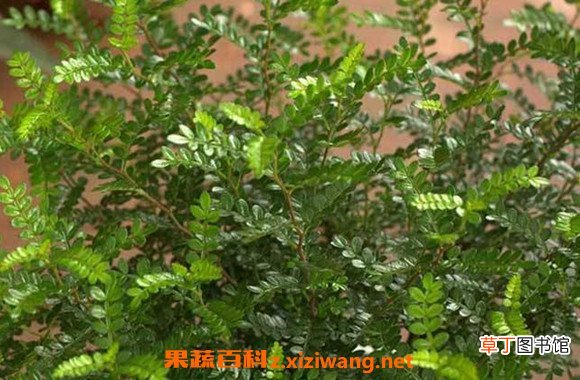 胡椒木和清香木的区别