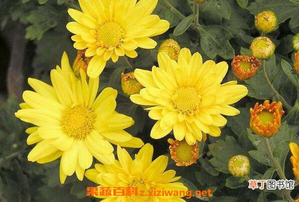 怀寿菊和怀菊花的区别 怀菊花的功效