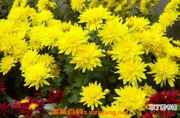 怀寿菊和怀菊花的区别 怀菊花的功效