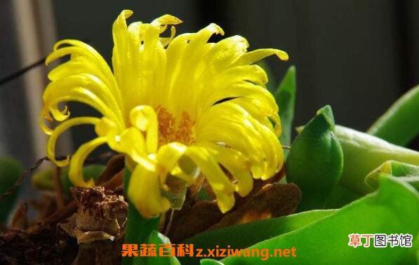 佛手花的功效与作用及副作用