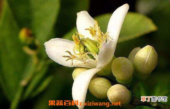 佛手花的功效与作用及副作用