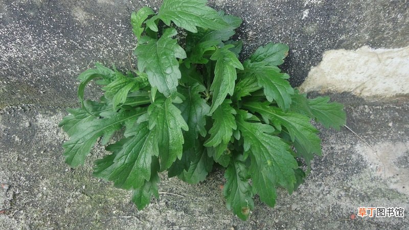 2月份有什么野菜