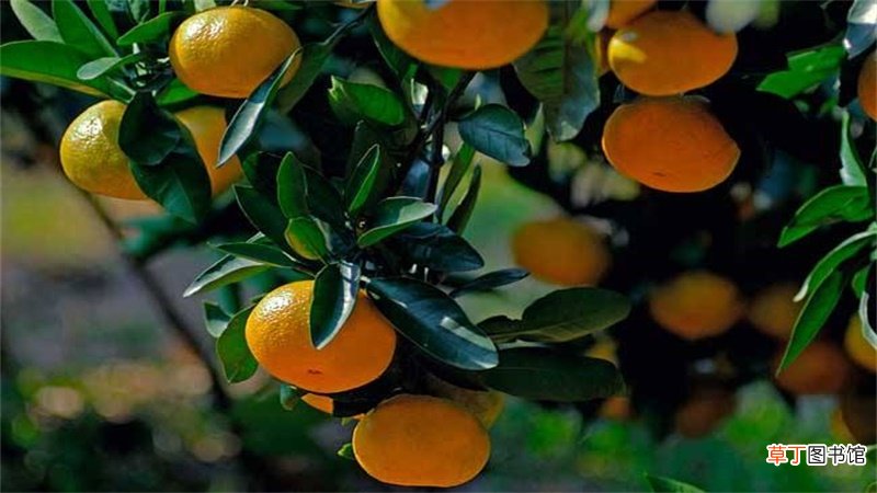3月应季水果是什么