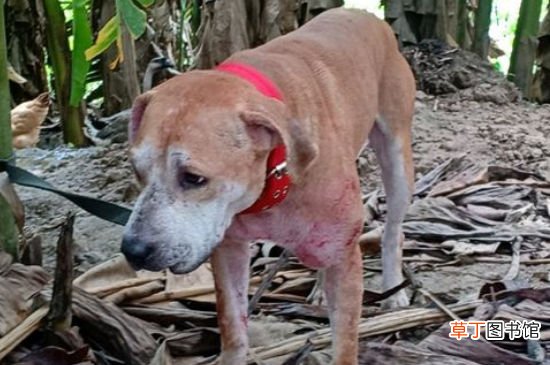 养比特犬安全吗
