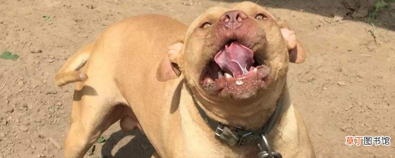 比特犬几个月爆头