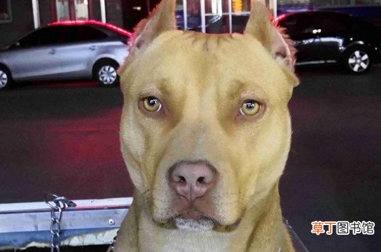 比特犬和藏獒哪个厉害