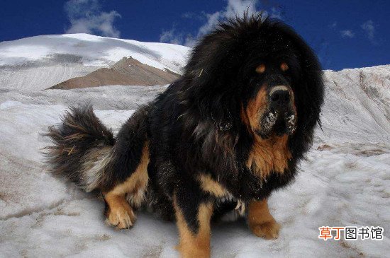 美国牛头梗厉害吗，牛头梗犬对战比特犬的结局