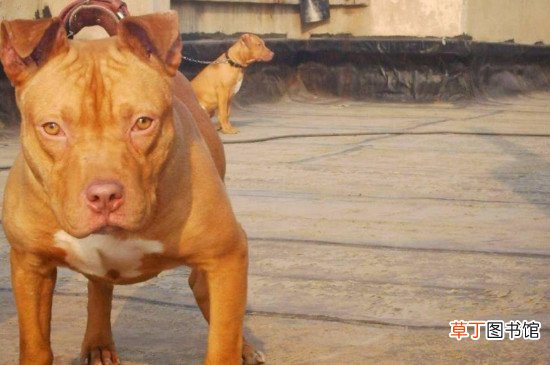 美国牛头梗厉害吗，牛头梗犬对战比特犬的结局