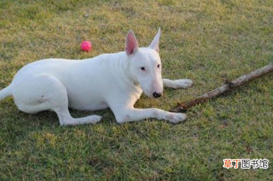 美国牛头梗厉害吗，牛头梗犬对战比特犬的结局