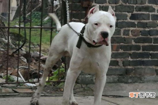 美国牛头梗厉害吗，牛头梗犬对战比特犬的结局