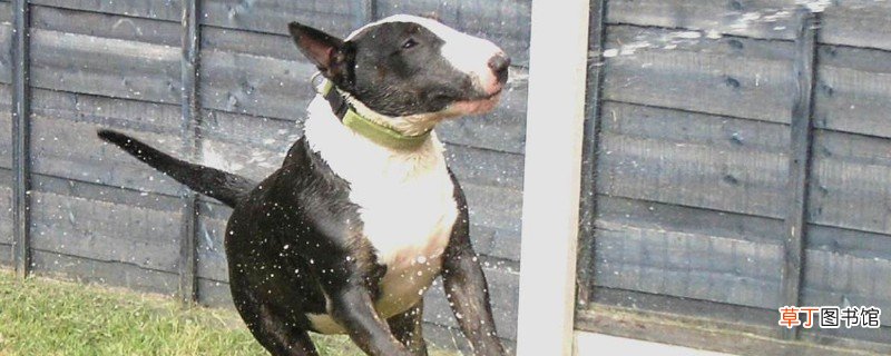 美国牛头梗厉害吗，牛头梗犬对战比特犬的结局