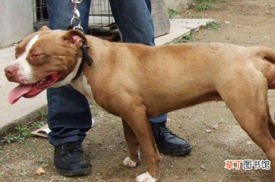 比特犬和恶霸犬的区别