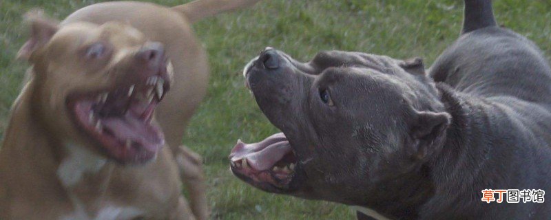 比特犬和恶霸犬的区别