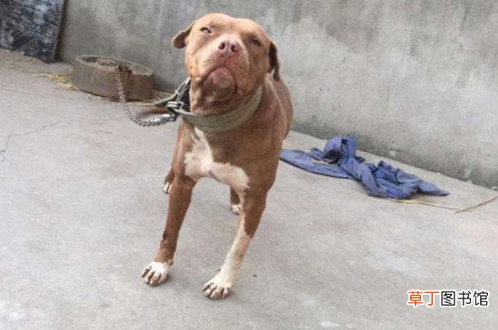比特犬怎么练死口