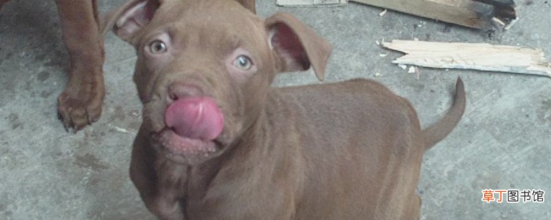 比特犬怎么练死口