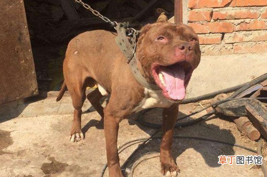 比特犬怎么练死口