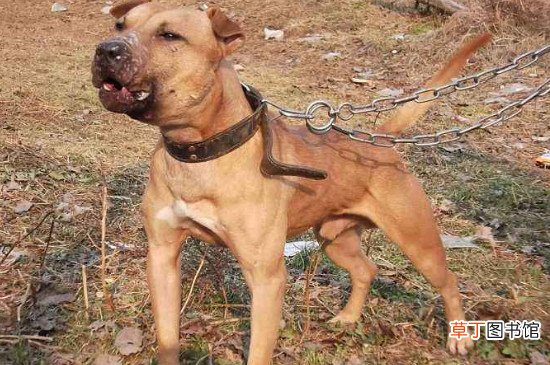 比特犬会保护主人吗