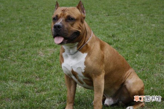 比特犬会保护主人吗