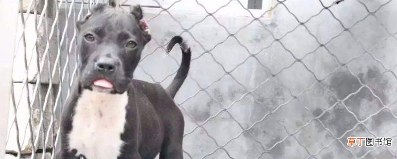 比特犬对主人忠诚吗