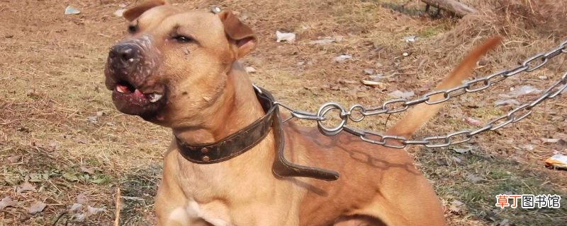 比特犬可以当宠物养吗
