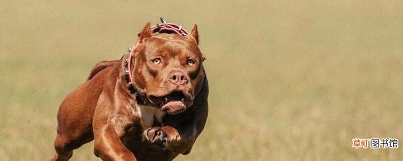比特犬为什么怕土狗