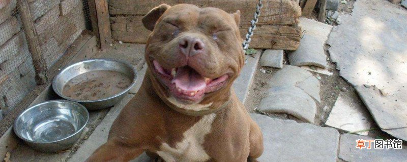 主人打比特犬会记仇吗