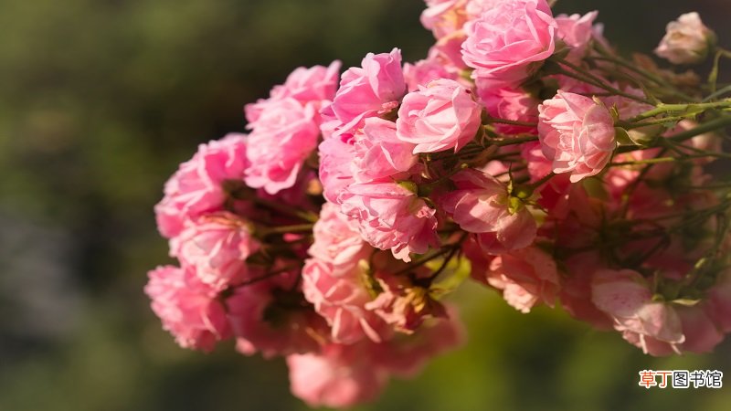 26朵玫瑰花代表什么意思