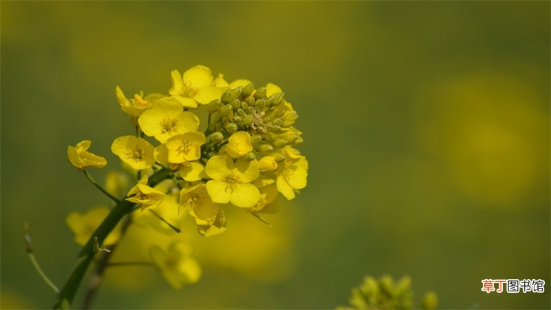 12个月花歌谣是什么