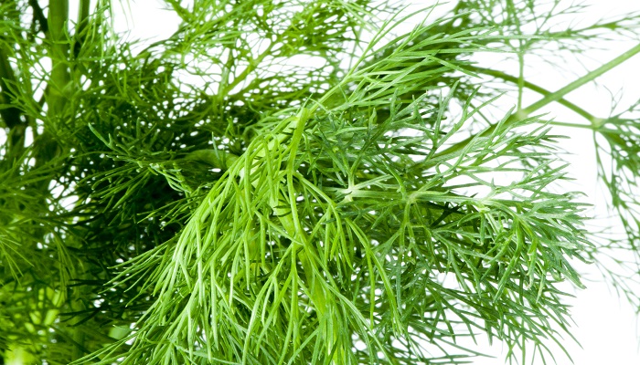 梦到挖野菜是什么意思 梦到挖野菜有什么预兆