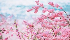 梦见桃花开满枝头是什么意思 梦见桃花开满枝头有什么预兆
