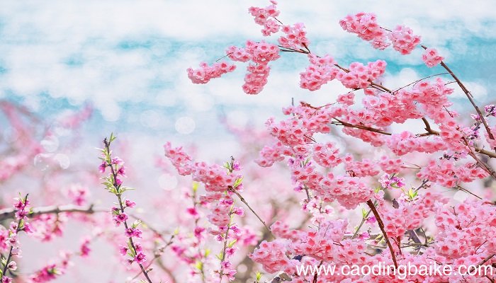 梦见桃花开满枝头是什么意思 梦见桃花开满枝头有什么预兆