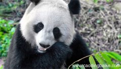 梦见熊猫是什么意思 梦见熊猫有什么预兆