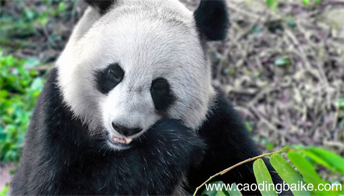 梦见熊猫是什么意思 梦见熊猫有什么预兆