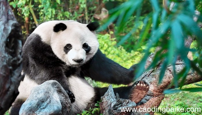 梦见熊猫是什么意思 梦见熊猫有什么预兆