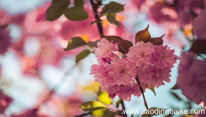 梦见种花是什么意思 梦见种花是什么预兆