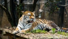 梦见在房子里躲避老虎什么意思 梦见在房子里躲避老虎什么预兆