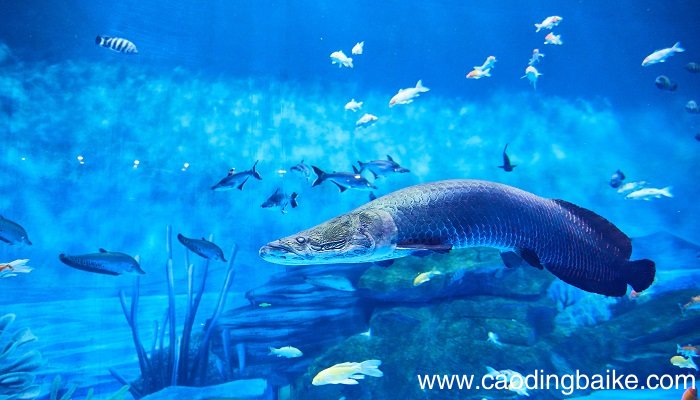 梦见用网兜捞鱼是什么意思 梦见用网兜捞鱼有什么预兆