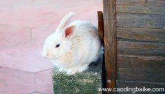 梦见捉兔子是什么意思 梦见捉兔子有什么预兆
