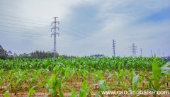 梦见玉米苗地长得好绿是什么意思 梦见玉米苗地长得好绿有什么