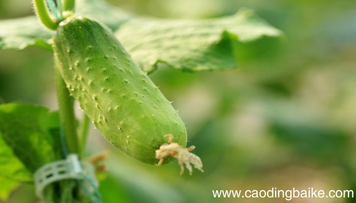 梦见长在藤上的黄瓜是什么意思 梦见长在藤上的黄瓜是什么预兆