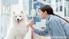 梦见自己打狗是什么意思 梦见自己打狗有什么预兆