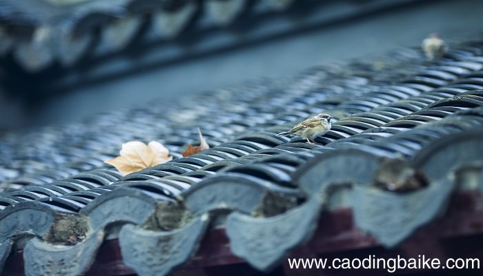 女人梦见房顶漏水什么意思 女人梦见房顶漏水什么预兆