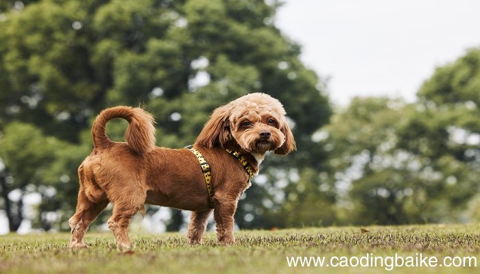 女人梦到怀里抱着小狗是什么意思 女人梦到怀里抱着小狗有什么预兆