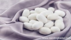 女人梦见白蚕是什么意思 女人梦见白蚕有什么预兆